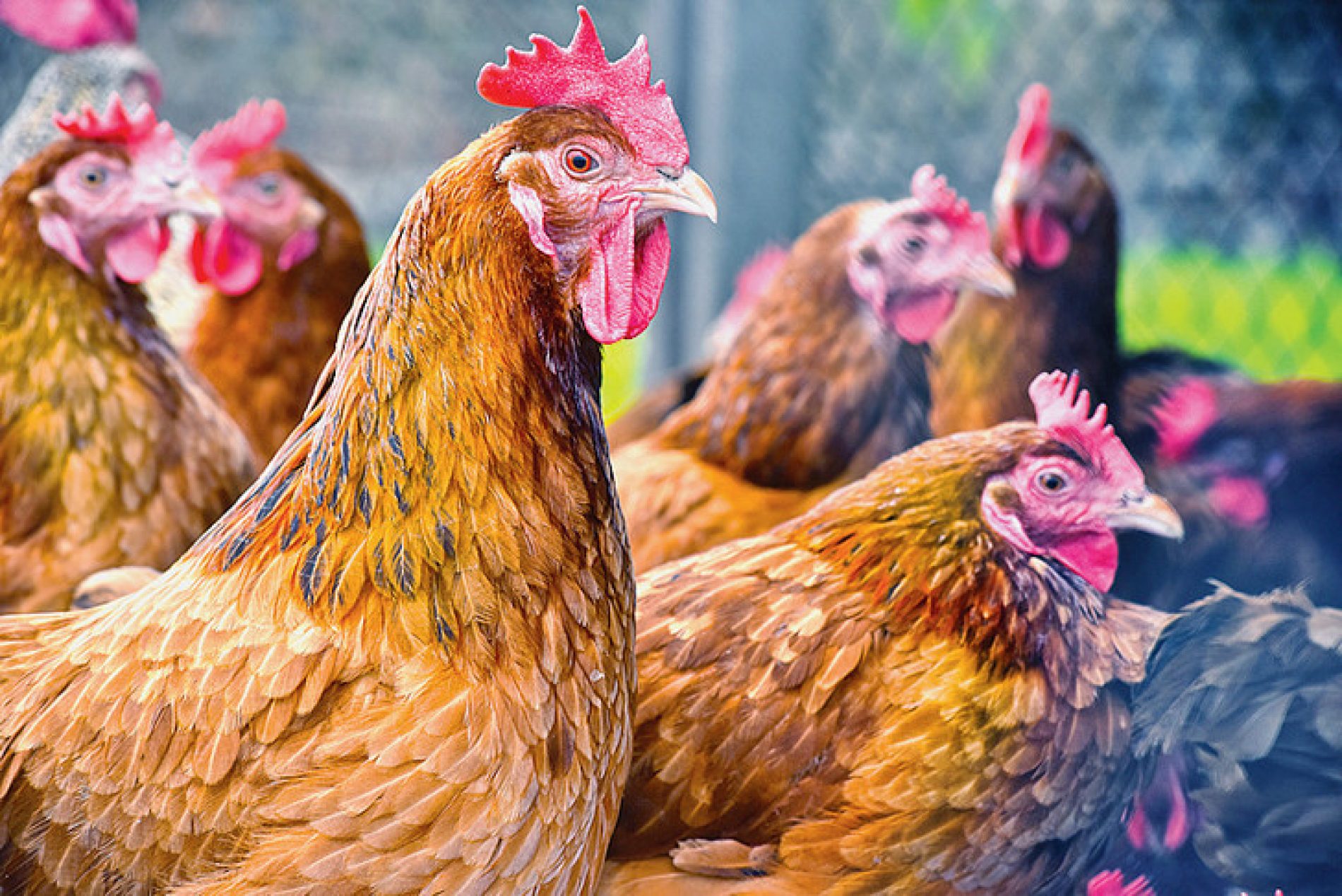 Environnement : Préférer le poulet au bœuf réduirait notre empreinte carbone de moitié