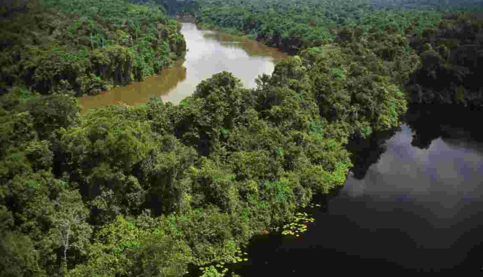 Brésil : un million d’arbres seront plantés au cours des six prochains mois !