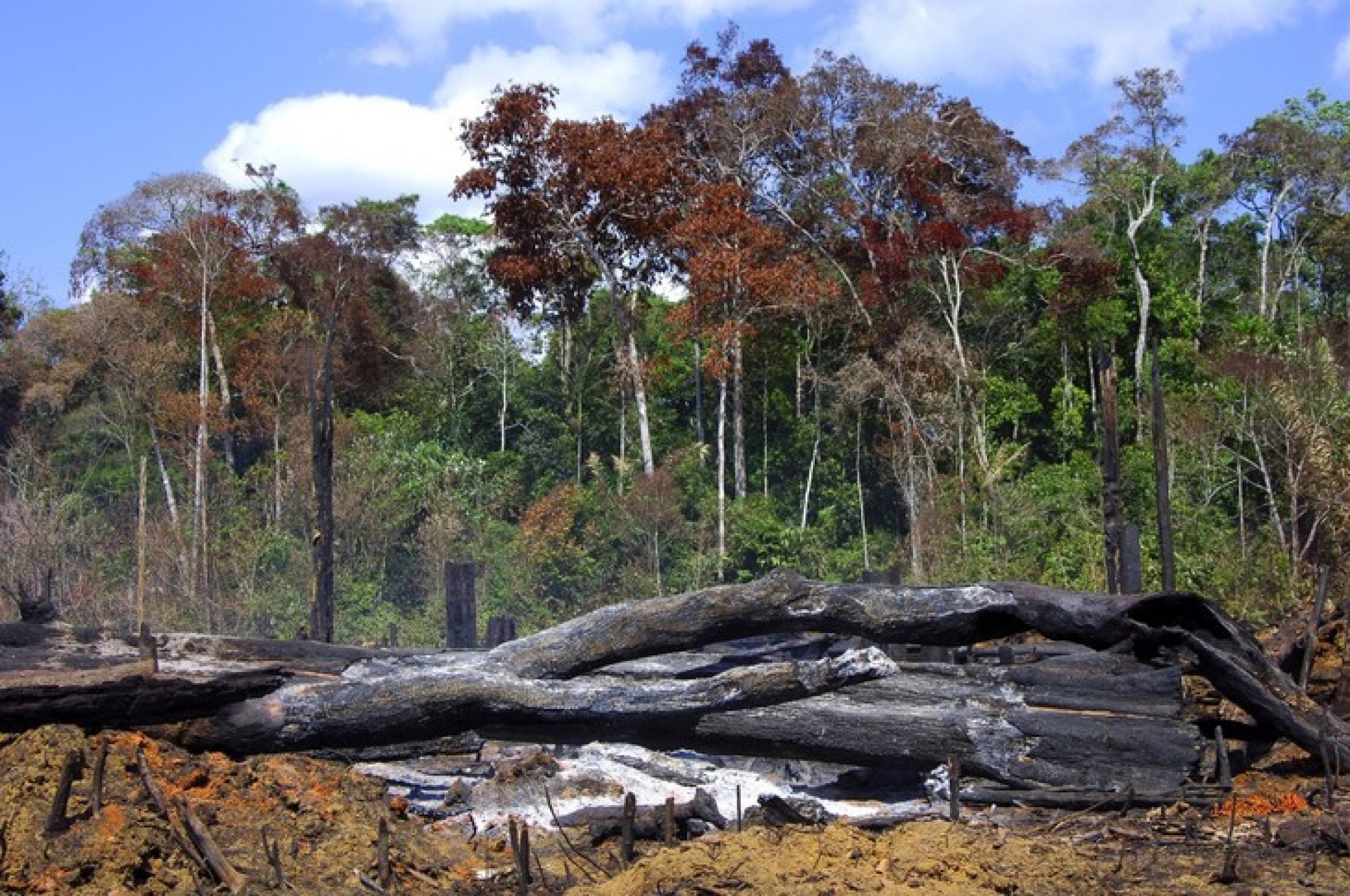 Brésil: 20 % des exportations vers l’Europe proviennent de la déforestation illégale