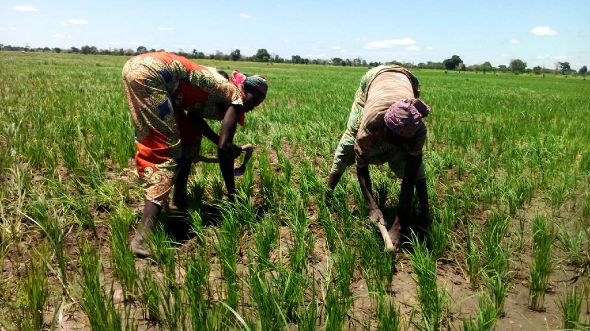 Garoua: 11 000 ha de zones hydro-agricoles bientôt aménagées
