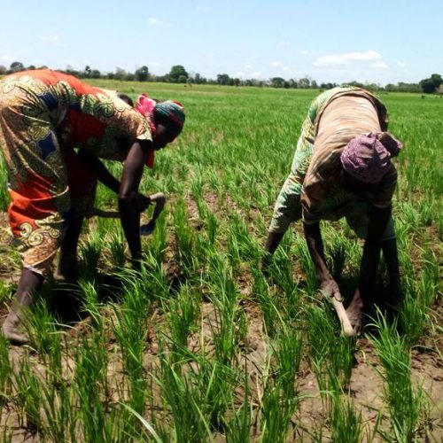 Garoua: 11 000 ha de zones hydro-agricoles bientôt aménagées