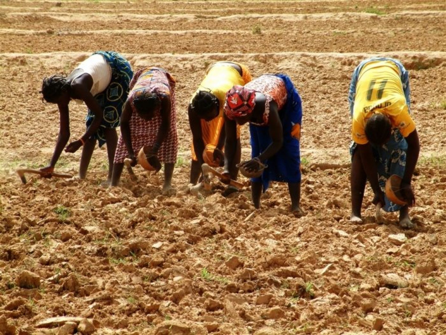 Mali – Changement climatique: L’UNESCO appuie l’ONG IWENE